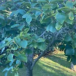 Li Paduli Alvi Bed & Breakfast Cannigione