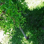 Li Paduli Alvi Bed & Breakfast