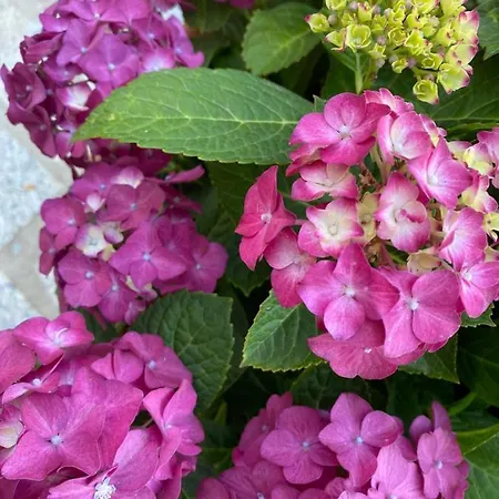 Couette-café Li Paduli Alvi Cannigione