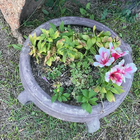 Li Paduli Alvi Cannigione