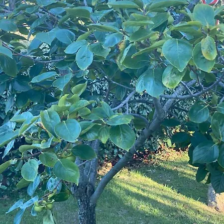 Li Paduli Alvi Couette-café Cannigione