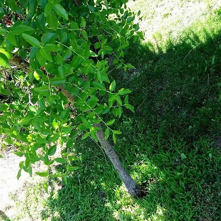 Li Paduli Alvi Couette-café